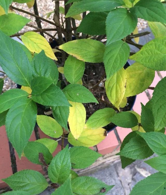 或者干了很, amp