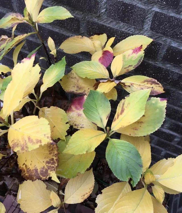 也是容易出, img