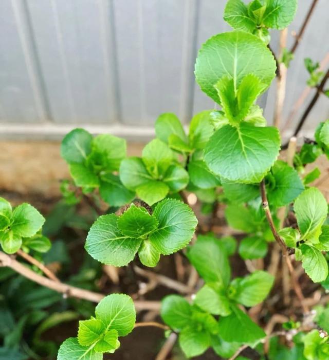 https, AA, 度以上